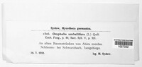 Lichenomphalia umbellifera image